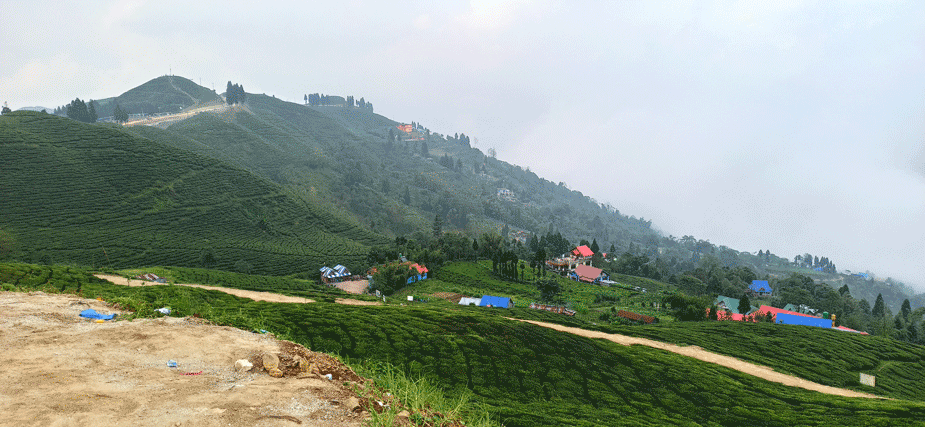 tea garden in kanyam ilam