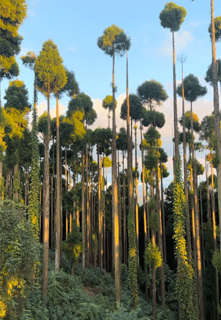 pine trees in antu ilam